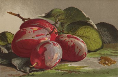 李子 作者 英语学校